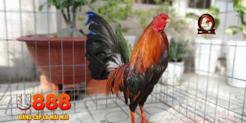 95vn1 game máy bay nổ hũ