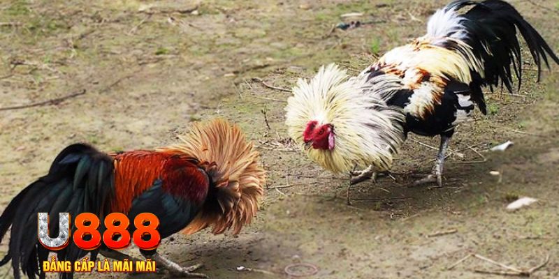 95vn1 game nổ hũ là gì